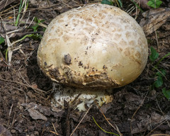 Amanita ochrophylla