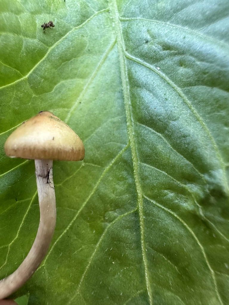 Psilocybe subaeruginosa · April 2026 · photo: © marmalade101 (iNaturalist, cc0)