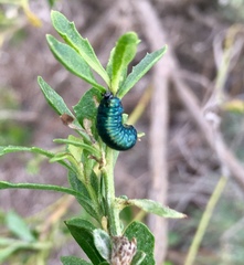 Trirhabda flavolimbata