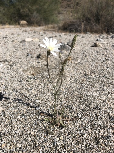 iNaturalist observation photo of Desert Chicory