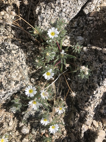iNaturalist observation photo of Mojave desertstar