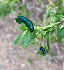 Trirhabda flavolimbata