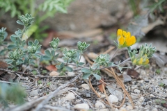 Lotus cytisoides