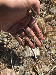 Chaenactis carphoclinia