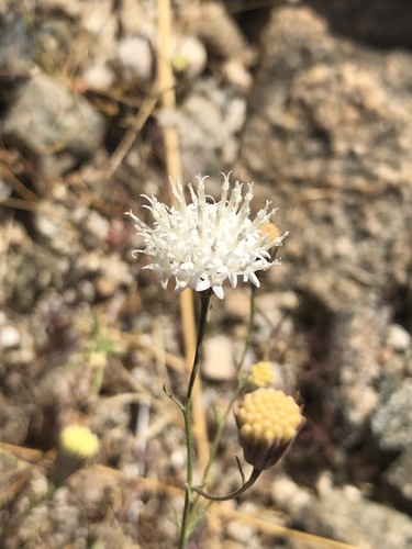 iNaturalist observation photo of pebble pincushion