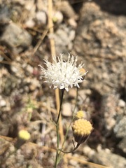 Chaenactis carphoclinia