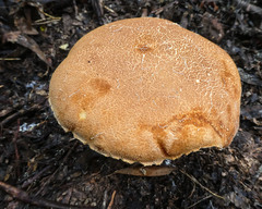 Austroboletus lacunosus