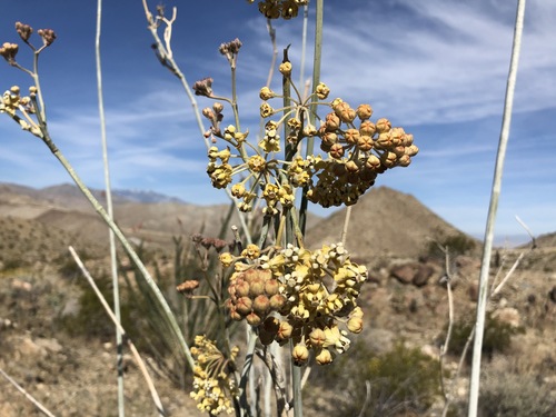 iNaturalist observation photo of white-stemmed milkweed