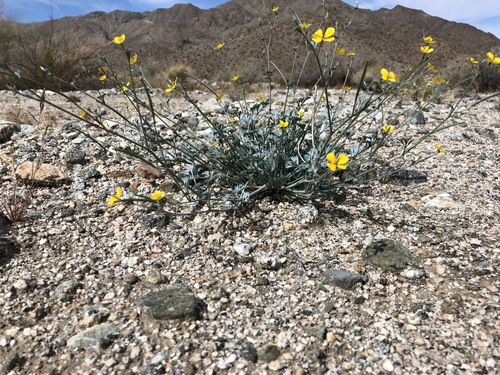 iNaturalist observation photo of Little Gold Poppy