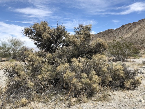 iNaturalist observation photo of Branched Pencil Cholla