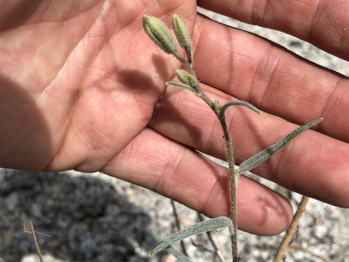 iNaturalist observation photo of Spanish needle