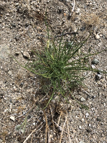 iNaturalist observation photo of desert dandelion