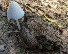 Coprinopsis nivea