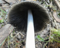 Coprinopsis nivea