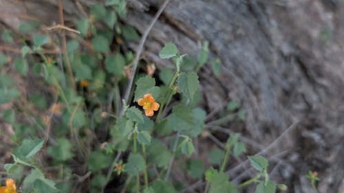 dwarf abutilon (Abutilon parvulum)