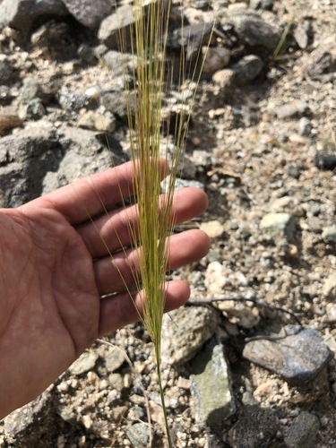 iNaturalist observation photo of Wild Ryes and Wheatgrasses