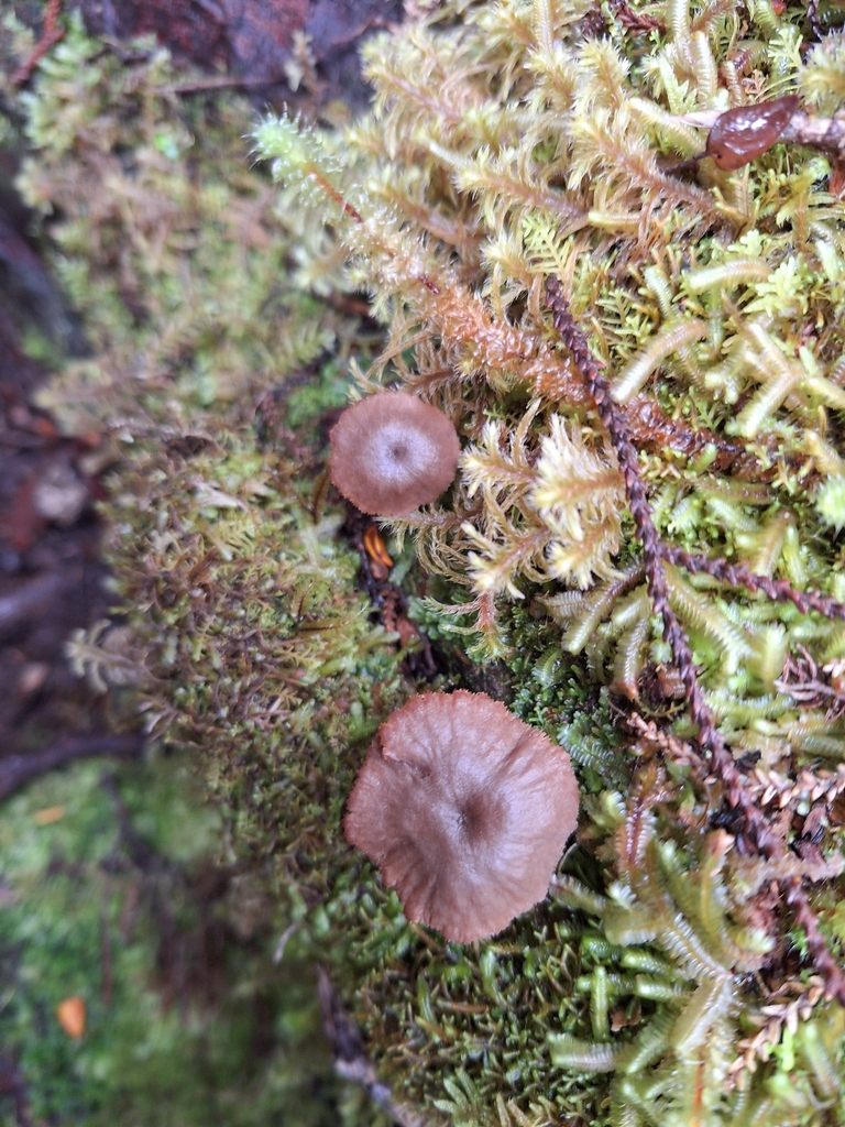 Auriscalpium umbella · April 2026 · photo: © heidimeudt (iNaturalist, cc-by)