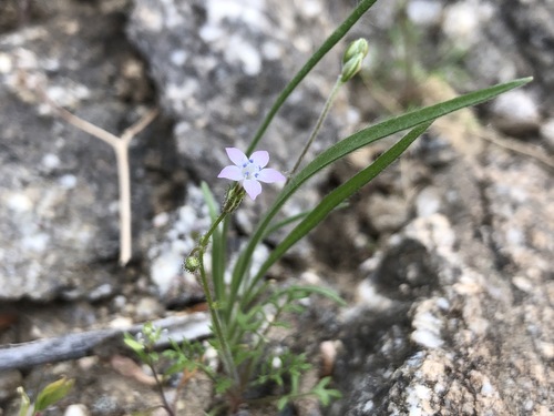 iNaturalist observation photo of Star Gilia