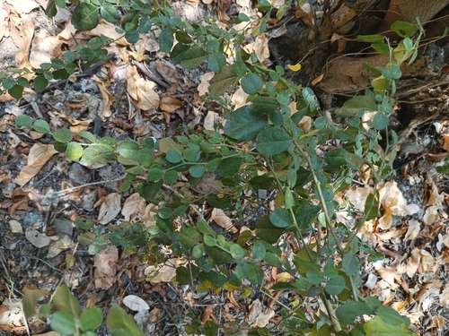 lemondichina (Triphasia trifolia)