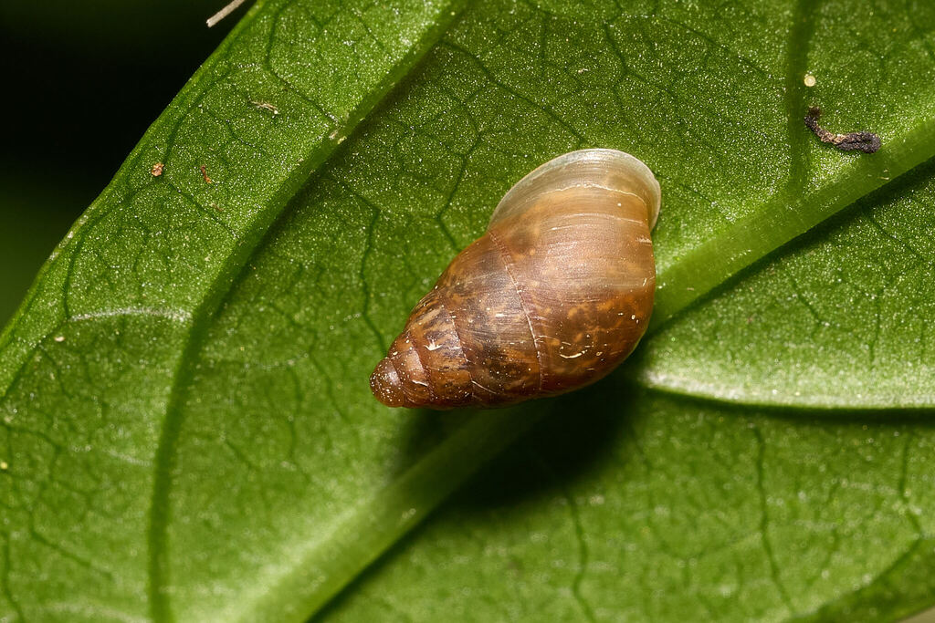 Auriculella diaphana