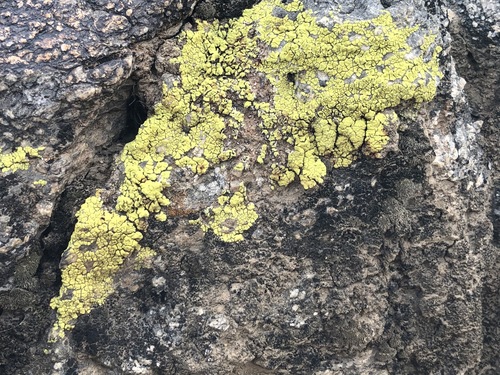 iNaturalist observation photo of Yellow Cobblestone Lichen
