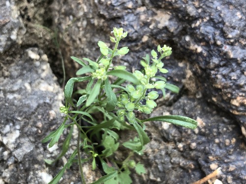 iNaturalist observation photo of Hairypod Pepperweed