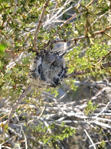 iNaturalist observation photo of Costa's Hummingbird