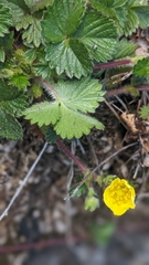 Potentilla matsumurae, photograph (c) 許文俊, some rights reserved (CC BY-SA)