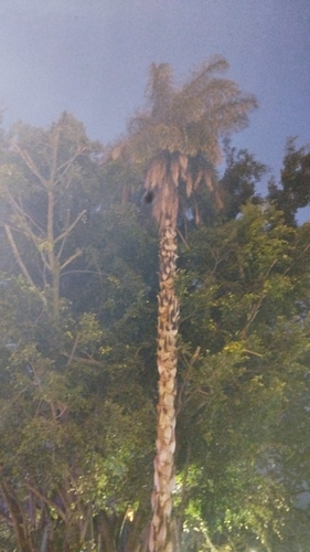 Grugru Palm (Acrocomia aculeata)