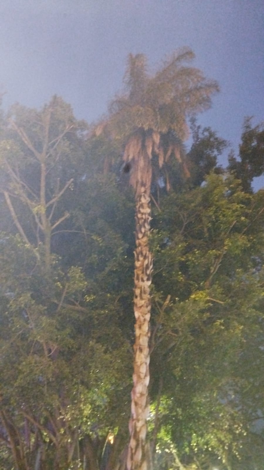 Grugru Palm (Acrocomia aculeata)