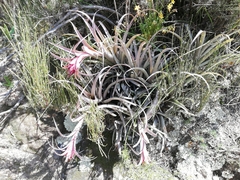 Tillandsia sphaerocephala