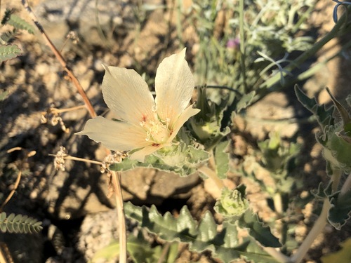 iNaturalist observation photo of sand blazingstar