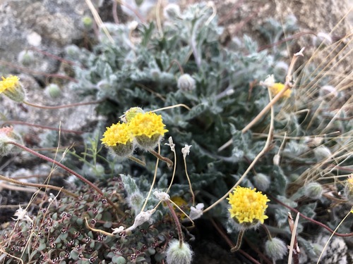 iNaturalist observation photo of yellowhead
