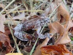 Dendropsophus marmoratus
