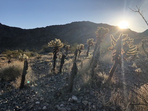 iNaturalist observation photo of Teddybear Cholla