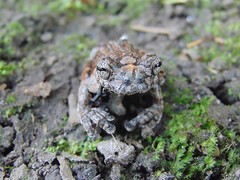 Dendropsophus marmoratus