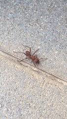 Acromyrmex octospinosus