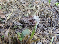 Dendropsophus marmoratus