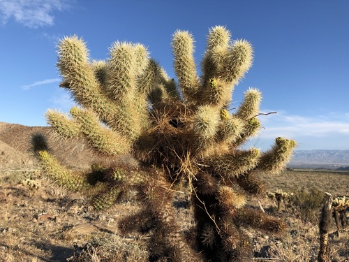 iNaturalist observation photo of Teddybear Cholla
