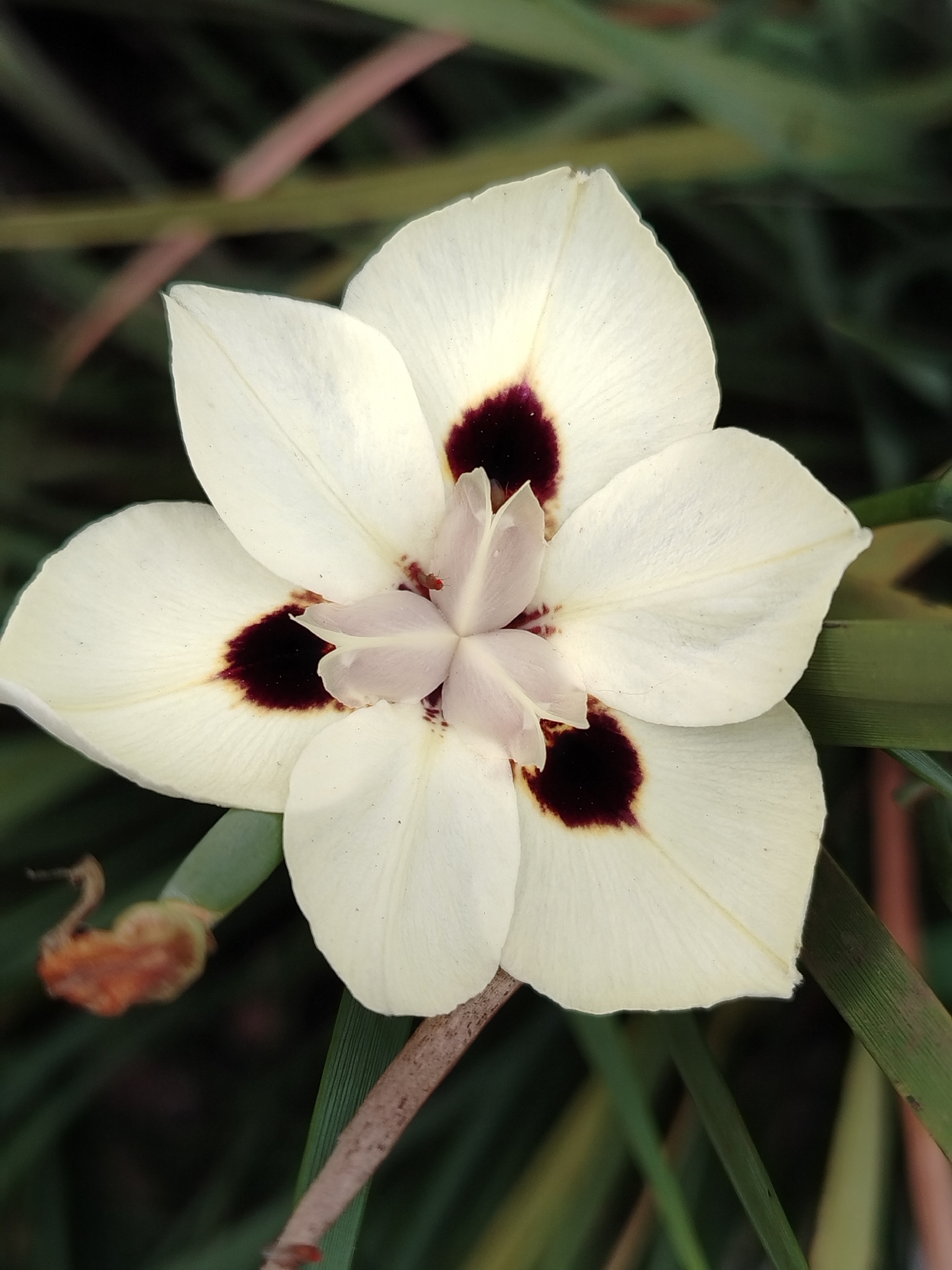 African Lily (Dietes bicolor)