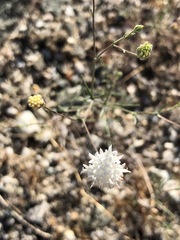 Chaenactis carphoclinia