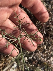 Chaenactis carphoclinia