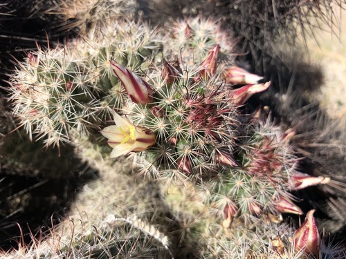 iNaturalist observation photo of Peninsular fishhook cactus