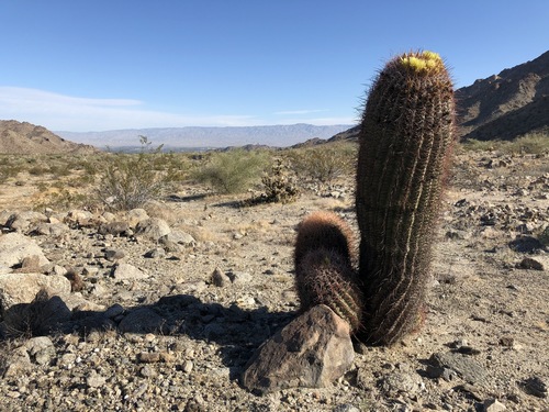 iNaturalist observation photo of California Barrel Cactus