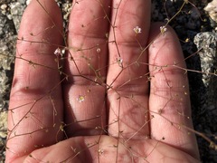Nemacladus tenuis