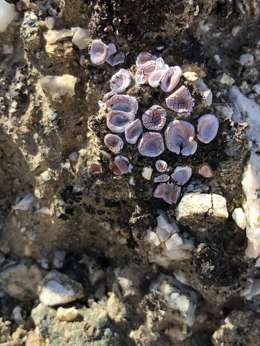iNaturalist observation photo of brick scale