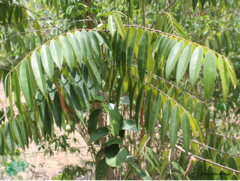 Xylopia aromatica