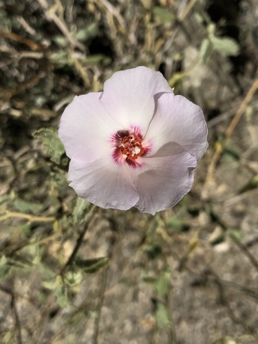 iNaturalist observation photo of Rock Hibiscus