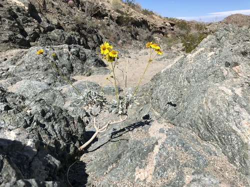 iNaturalist observation photo of Brittlebush