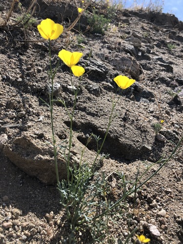iNaturalist observation photo of goldpoppy